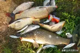 手竿钓鲤鱼的调漂要点，“空枪”太多，一定要试试这些调漂方法图片