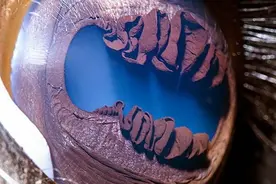 动物的眼里真的有星辰大海，美得令人心醉...图片