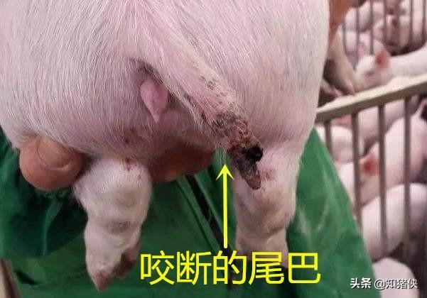 猪互相咬尾巴或咬耳朵是什么原因？9个应对措施帮您消灭此病