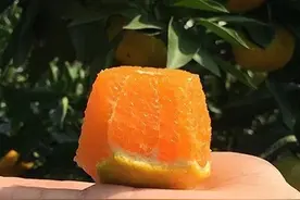 临海一奇吃橘带皮是真的，涌泉蜜橘与普通蜜橘的差异到底有多大图片
