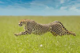 打劫抢食的应对与规避，雄猎豹结成兄弟联盟，雌豹只能更为警惕图片