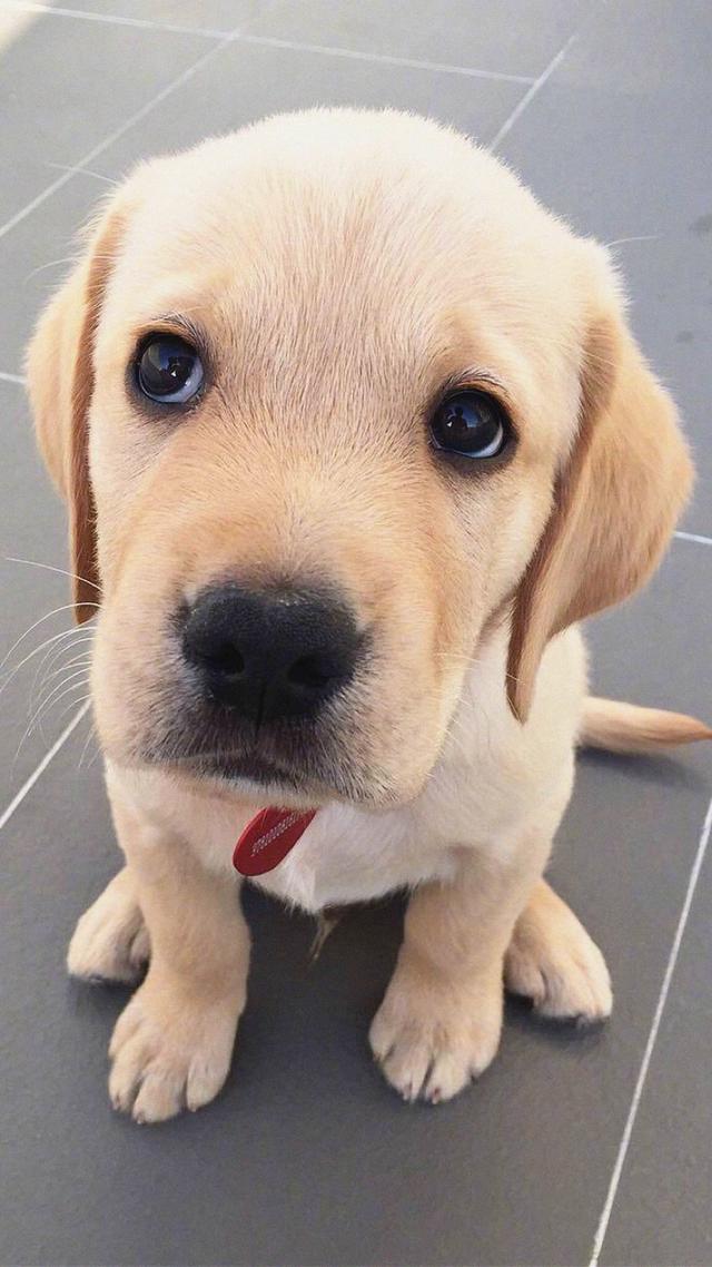 拉布拉多犬手机壁纸
