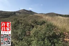 药铺山，千年葛花树…神秘的禹州龙门村啥来历？图片