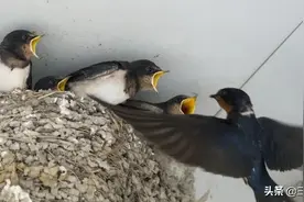 燕子来了，农村的燕子并不是在所有人家筑巢，它是如何判断的呢？图片