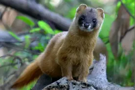 动物能“成精”吗？1997年黄鼠狼“讨封”事件，究竟是真是假？图片