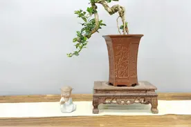 小叶福建茶，带花带果（青色）发货图片