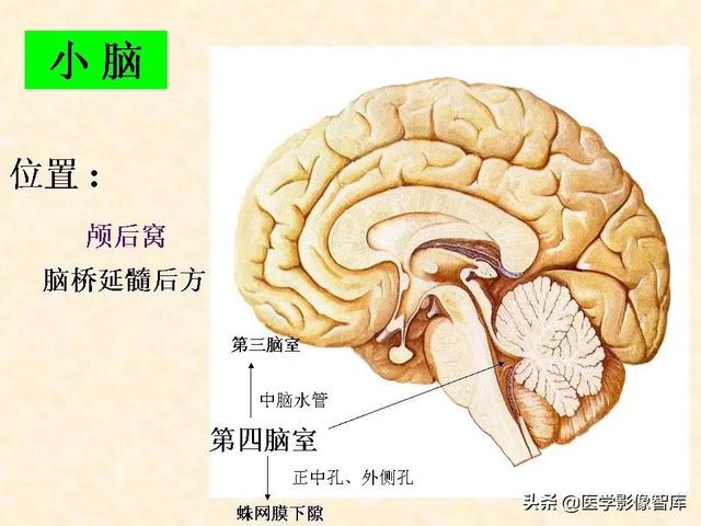 脑干、小脑及间脑解剖