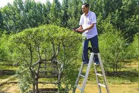 67岁农民花17年种椅子，开始被众人嘲讽，如今一把8万都不卖图片