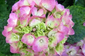 家庭内部经常吵架，很可能是这四种小人作祟，一旦发现尽量远离图片