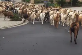 几百只羊突破栅栏聚众游荡还随意偷吃，牧羊犬姗姗来迟图片