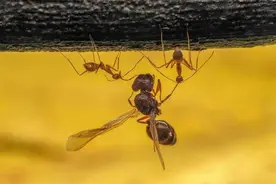 大力士的私密生活图片