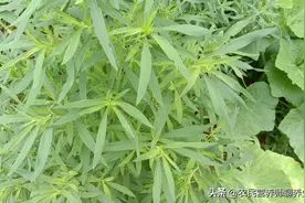 采一把路边扫帚菜用它煮水，没想到价值这么高，你知道吗？图片