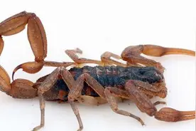 三伏天，捡蝎子图片