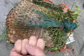 广州街头有人卖巨型“鳖王”，要价2000元！路人：还是把它放了吧图片