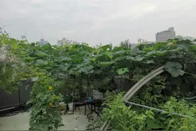 楼顶菜园（六月），成熟的是瓜果，收获的是快乐图片