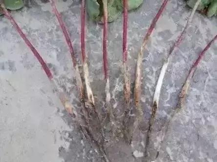 浣庢俯鍐峰瀵规鑺辩敓浜х殑褰卞搷锛屾€庝箞琛ユ晳锛屾€庢牱婊存按锛? onerror=