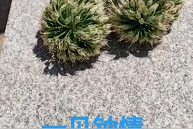 有一种爱叫一见钟情图片