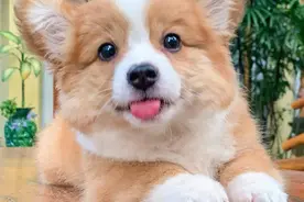 狗狗的镜头感很强哦图片