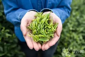 绿茶圈“C位出道”的明星选手！天目湖白茶好在哪里？专家揭秘图片