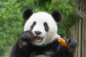 凭什么动物们不用刷牙啊，如果你能做到这些，也可以不刷图片
