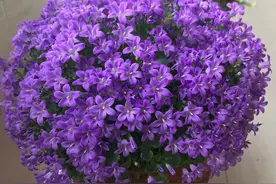 1种紫色小“草花”，适合盆栽家养，只需一个小花盆，花量巨大图片