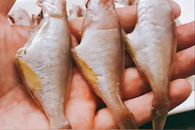 名字“人人喊打”，明明是海鱼却是川渝的最爱，为什么没有鱼头？图片