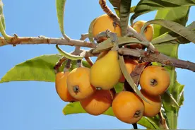 枇杷一棵树产那么多果子，为什么如此之贵？看过采摘方法就知道了图片