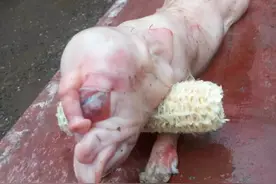 母猪生下来的小崽像一头小象图片