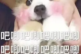 如果你家狗狗有这些症状，可得警惕了图片