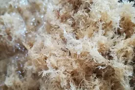 潮汕美食，海石花图片