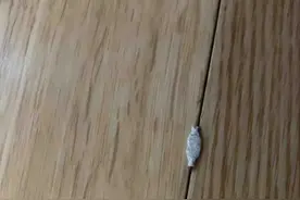 这种虫子拖着菱形“袋子”吐丝结茧，许多广州人家里都发现了！对人体有害吗？图片