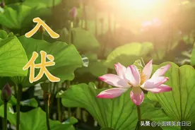 入伏后要多喝汤，这6道汤水要常做，清心火祛湿气，让你安然度夏图片
