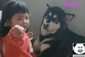 萌娃被批评后跟狗狗“告状”，狗子看到宝妈后秒怂：惹不起惹不起图片