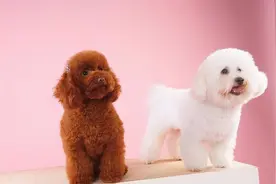 狗贩子不会告诉你的秘密：区分比熊泰迪11条最全攻略图片