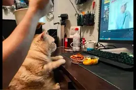 猫咪看电视看入迷了，连面前的美食都不理，狗：不吃倒是给我啊图片