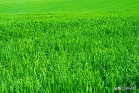 草料兼用作物-燕麦，一亩产鲜草和干草有多少公斤？年收割几次？图片