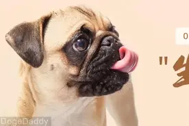 猫狗便便会大幅度减少？科学喂养的生骨肉配方什么样子图片