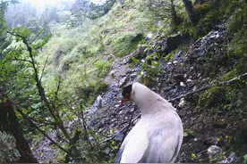 又是云南，丽江首次发现白马鸡本土亚种！村民：30年前见过图片