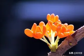 用6个拍摄技法，化解花卉摄影的3个问题，展现花花世界的美丽图片