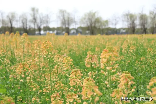 北国杏花初绽，江南已是油菜花漫山，“可甜可盐”的彩色油菜花，爱了！