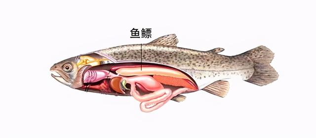 燕麦花胶有什么功效 三种人不宜吃花胶