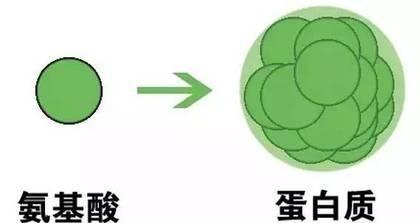 「有营养就有可能」肽和氨基酸、蛋白质的区别？