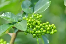 那些年婆婆讲过的故事——人熊嘎嘎（二）图片