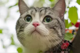 和服可爱小猫咪，萌萌哒图片