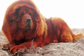 世界上体型巨大的7种犬，知道3个以上，你就是王者图片