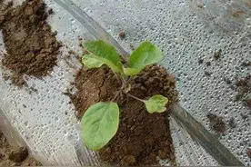 早春种植茄子容易出现僵苗，是什么原因导致的？如何解决？图片