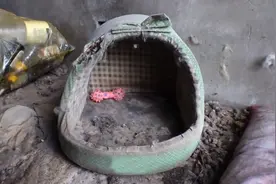 狗狗守护着空房子，快递员按照指示定期前来投喂，这是意欲何为？图片