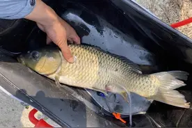 拼夕夕9.9包邮的鱼竿能用吗？别不信，有人上过十几斤大鱼图片