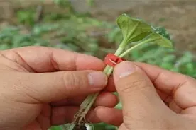 嫁接黄瓜及时“修脚”避免瓜条不亮图片