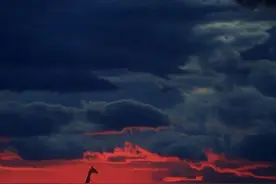 看，一只长颈鹿站在暴雨后的血红夕阳下，这才是大自然美的力量图片
